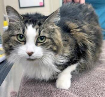 Domestic Medium Hair and Domestic Short Hair Cats Available for Adoption in Fishers, Indiana - Kitty | PetCurious