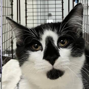 111486 -  Domestic Short Hair Cat for Adoption in Las Cruces, New Mexico - 111486 | PetCurious