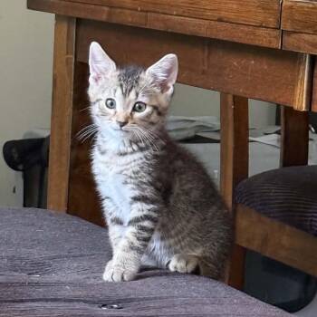 Lee -  American Shorthair Cat for Adoption in Beloit, Ohio - Lee | PetCurious