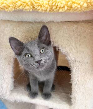 Sage -  Domestic Short Hair Cat for Adoption in Durango, Colorado - Sage | PetCurious