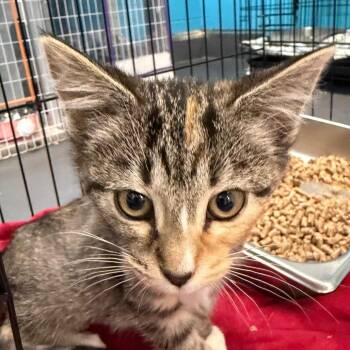 Sammi -  Domestic Short Hair Cat for Adoption in Troy, Virginia - Sammi | PetCurious