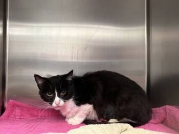 Rescue Domestic Short Hair Cats for Adoption in Batavia, Ohio - Elektra | PetCurious