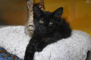 Suplex -  Domestic Long Hair and Domestic Short Hair Cat for Adoption in Kansas City, Missouri - Suplex | PetCurious