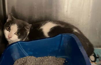 Rescue Domestic Short Hair Cats for Adoption in Mitchell, South Dakota - Patrick - Gray & White-now In Foster Care | PetCurious