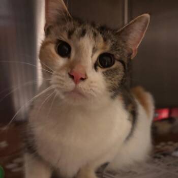 Domestic Short Hair Cats Available for Adoption in Belleville, Illinois - Marge | PetCurious