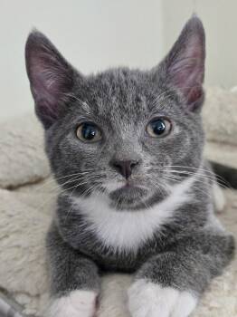 Peter Pan -  Domestic Short Hair Cat for Adoption in Montclair, New Jersey - Peter Pan | PetCurious