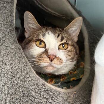 Domestic Short Hair Cats Available for Adoption - Nookie | PetCurious