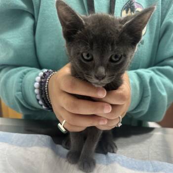 Misty -  Domestic Short Hair Cat for Adoption in Ashland, Oregon - Misty | PetCurious
