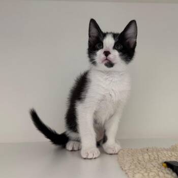 Molasses -  Domestic Short Hair Cat for Adoption in League City, Texas - Molasses | PetCurious