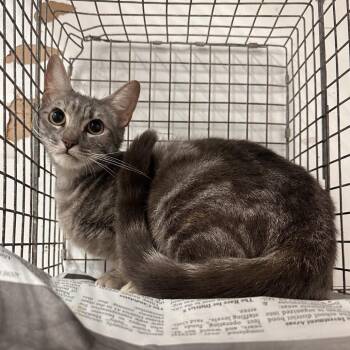 Ms. Whiskers -  Domestic Short Hair Cat for Adoption in Edinburg, Texas - Ms. Whiskers | PetCurious