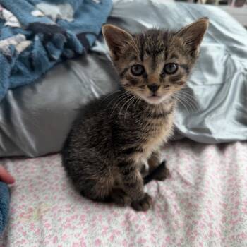 Baboon -  Domestic Short Hair Cat for Adoption in Mankato, Minnesota - Baboon | PetCurious