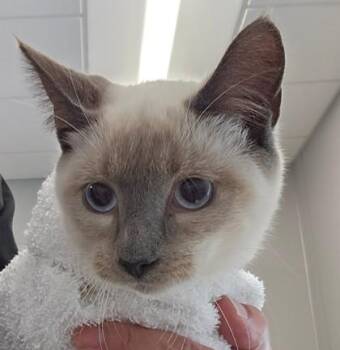 Brodie -  Domestic Short Hair Cat for Adoption in Lafayette, Indiana - Brodie | PetCurious