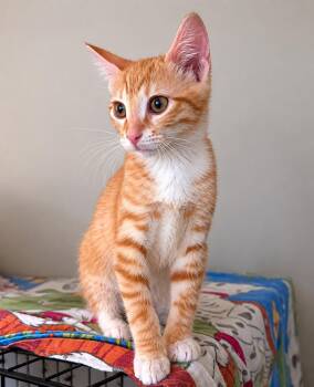 Yuzu -  Domestic Short Hair Cat Available for Adoption in Burnaby, British Columbia - Yuzu | PetCurious