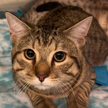 Chimi -  Domestic Short Hair Cat for Adoption in Lakewood, Colorado - Chimi | PetCurious
