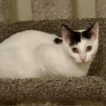 Domestic Short Hair Cats Available for Adoption - Chowder | PetCurious