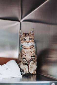95311a Hootie -  Domestic Short Hair Cat for Adoption in North Charleston, South Carolina - 95311a Hootie | PetCurious