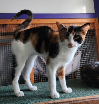 Rescue Domestic Short Hair Cats for Adoption in Crossville, Tennessee - Pom Pom | PetCurious