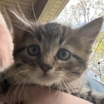 Chris -  Domestic Medium Hair Cat for Adoption in Mount Vernon, Arkansas - Chris | PetCurious