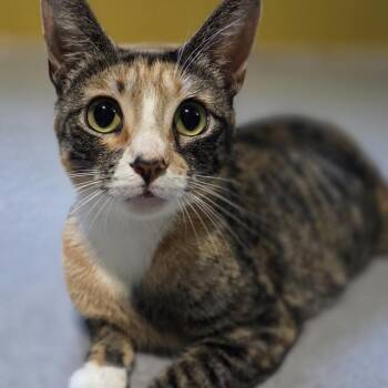 Zelda -  Domestic Short Hair Cat for Adoption in Springfield, Illinois - Zelda | PetCurious