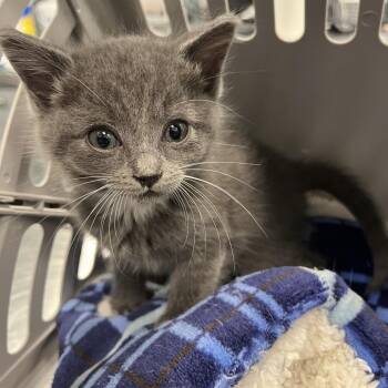 Samson -  Domestic Short Hair Cat for Adoption in Greensboro, North Carolina - Samson | PetCurious