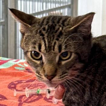 Domestic Short Hair Cats Available for Adoption - Colonel Meow | PetCurious