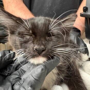 Fluffy -  Domestic Medium Hair Cat for Adoption in Lakeland, Florida - Fluffy | PetCurious
