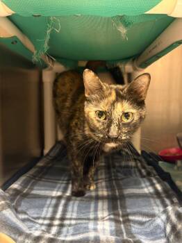 Domestic Short Hair Cats Available for Adoption in Johnson City, Tennessee - Penny (Little Germany) | PetCurious