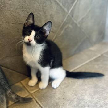 Tootles -  American Shorthair Cat for Adoption in Seguin, Texas - Tootles | PetCurious