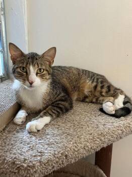 Timber -  Domestic Short Hair Cat for Adoption in Mcpherson, Kansas - Timber | PetCurious