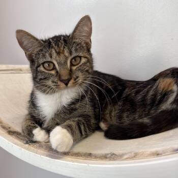 Sequoia -  Domestic Short Hair Cat for Adoption in North Haven, Connecticut - Sequoia | PetCurious