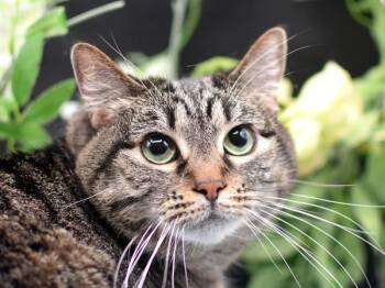 Domestic Short Hair Cats Available for Adoption in Portland, Oregon - Canyon | PetCurious