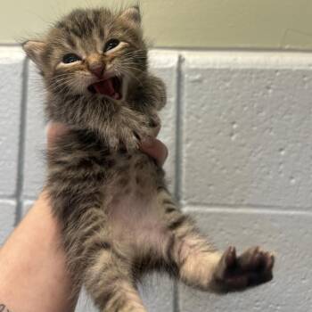 Reebok (Holland Cat Cove) -  Domestic Short Hair Cat for Adoption in West Olive, Michigan - Reebok (Holland Cat Cove) | PetCurious