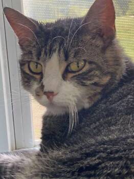 Maxine -  Domestic Short Hair Cat for Adoption in Coatesville, Pennsylvania - Maxine | PetCurious