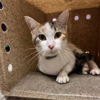 Lemon -  Domestic Short Hair Cat for Adoption in Cedar Rapids, Iowa - Lemon | PetCurious