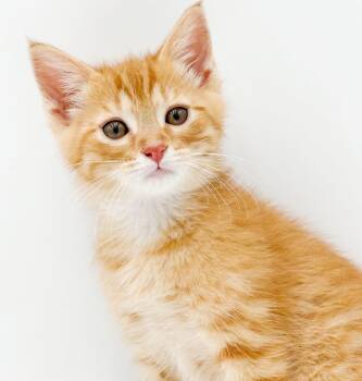 Theo is THE sweetest and THE cuddliest -  Tabby and Maine Coon Cat for Adoption in Bedford Hills, New York - Theo Is THE Sweetest And THE Cuddliest | PetCurious