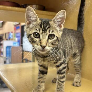Jasmine -  Domestic Short Hair Cat for Adoption in Sonora, California - Jasmine | PetCurious