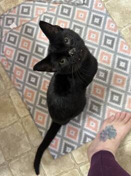 Rescue Domestic Short Hair Cats for Adoption in Albany, Wisconsin - Salem | PetCurious