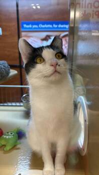 Domestic Short Hair Cats Available for Adoption - Blake | PetCurious