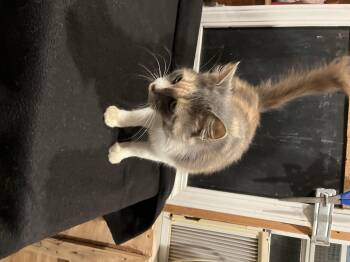Rescue Domestic Long Hair Cats for Adoption in Melbourne, Arkansas - Meadows | PetCurious