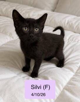 Silvi -  Domestic Short Hair Cat for Adoption in Vacaville, California - Silvi | PetCurious