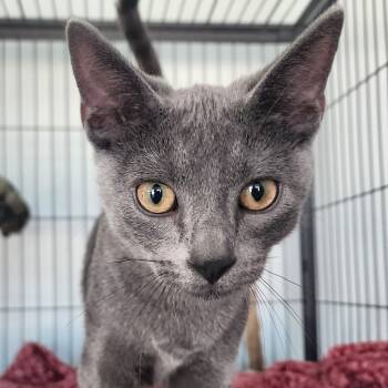 Rescue Domestic Short Hair Cats for Adoption in Fort Smith, Arkansas - Set (25-7649) | PetCurious