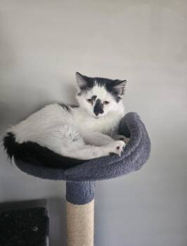 Bogsa -  Domestic Short Hair Cat for Adoption in Clayton, New Jersey - Bogsa | PetCurious