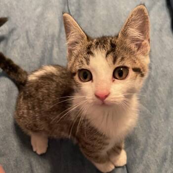 Domestic Short Hair Cats Available for Adoption in Columbus, Georgia - Petunia | PetCurious