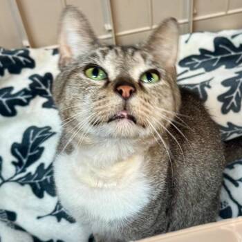 Turbo -  Domestic Short Hair Cat for Adoption in Lakeland, Florida - Turbo | PetCurious