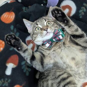 Sage -  Tabby Cat for Adoption in Palmetto Bay, Florida - Sage | PetCurious