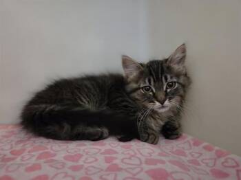 MAXY -  Domestic Medium Hair Cat for Adoption in Salinas, California - MAXY | PetCurious