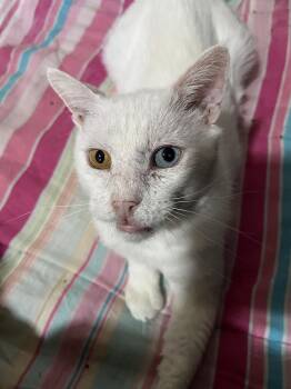 Domestic Short Hair Cats Available for Adoption in Glendale, Arizona - Spike | PetCurious