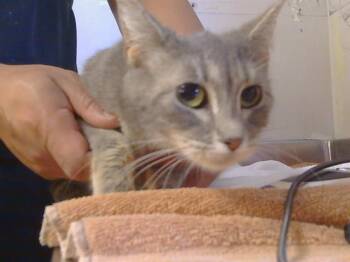 Domestic Short Hair Cats Available for Adoption - MARCY | PetCurious