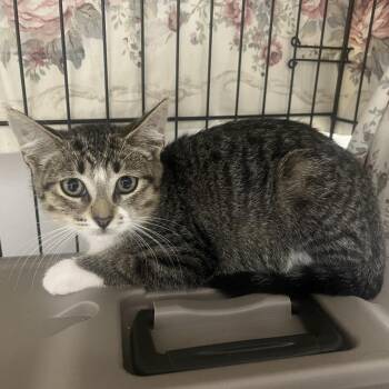 Smalls -  Domestic Short Hair Cat for Adoption in Bismarck, North Dakota - Smalls | PetCurious