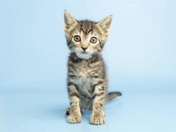 MOXIE -  Domestic Short Hair Cat Available for Adoption in Phoenix, Arizona - MOXIE | PetCurious